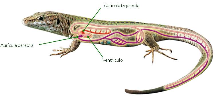 Evolución de los vertebrados – Origen de los reptiles