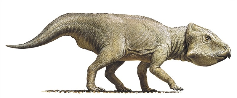 dinosaurio leptoceratops