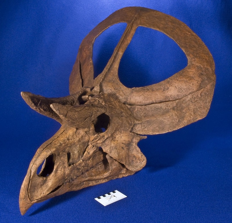 fosil zuniceratops