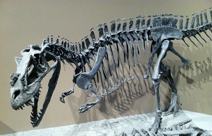 Reecontrucción del Ceratosaurus