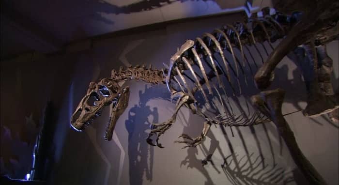 Exposición Allosaurus en el Museo de Suiza