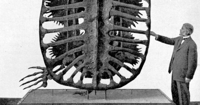 Descubrimiento de Archelon