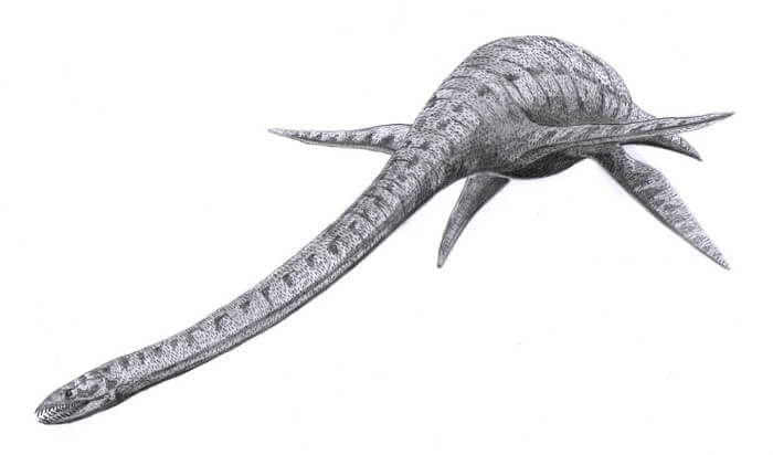 dibujo-elasmosaurus