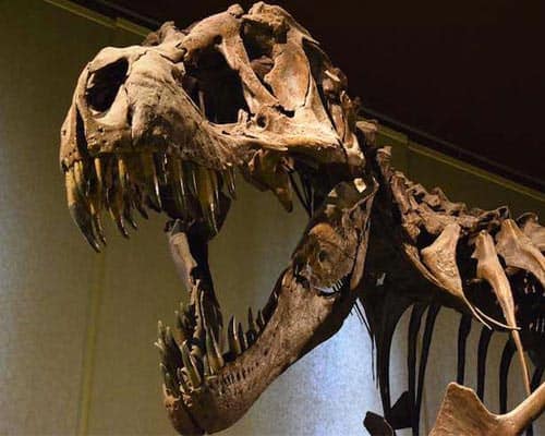 fosil-de-rex