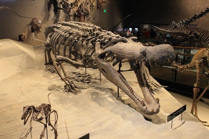restos-deinosuchus-formacion-kaiparowits.jpg