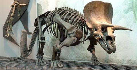 foto de un Triceratops real
