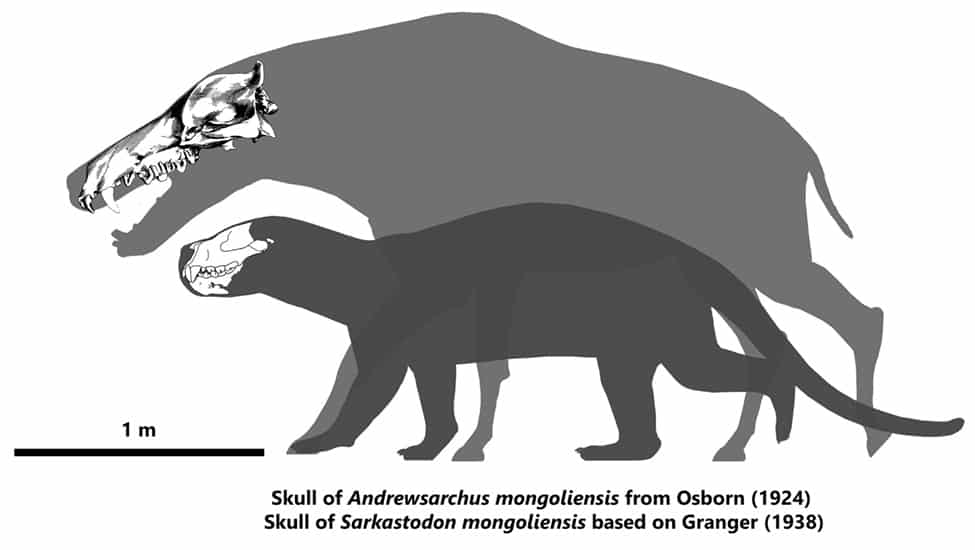 Andrewsarchus El Mamifero Carnivoro Mas Grande Dinosaurios