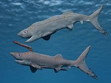falcatus . tiburon prehistórico